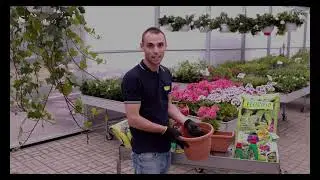 Florimo Vir&aacute;gf&ouml;ld - Minden az &uuml;ltet&eacute;ssel kezdődik.