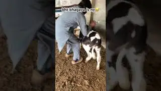 #1million #shorts #ytshorts #funnycow #funnyanimals #funnyshorts #cattleworld #worldanimal #farm