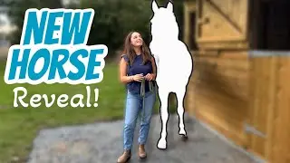 MEET MY NEW HORSE 