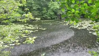 Rain Drops on Pond