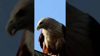 Brahmini kite #birdwatching_by_ranjit #birdwatching #birds
