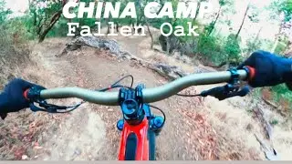 CHINA CAMP| FALLEN OAK| 11/12/24