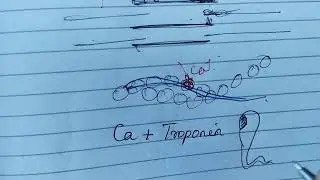 NEET: Locomotion and Movement Part-5 Sliding Filament Theory