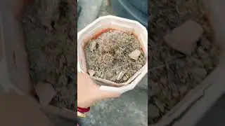 Cactus 🌵 Repotting (Part 1)                    #CactusLove #RepottingTips