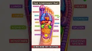 Foot Acupressure Chart | Foot Acupressure &ndash; Whole Body Healing Points on Feet #Shorts
