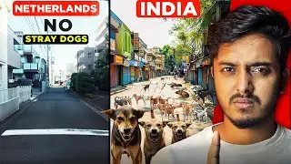 This is the Solution of India's Stray Dog Problem