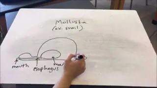 Evolution of Digestion