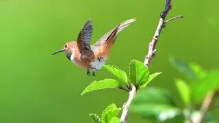 Why Are Hummingbirds So Territorial?