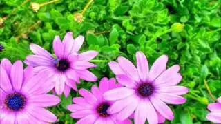 African Daisies Blooming