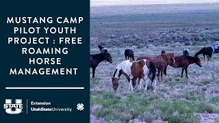 Mustang Camp Pilot Youth Project : Free Roaming Horse Management