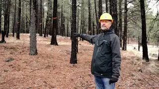 Four Forest Restoration Initiative (4FRI) | Part II