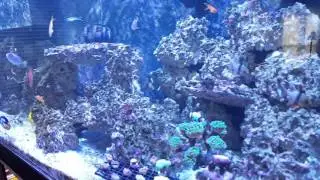 10 Foot Reef Tank Update - Six (6) Kessil A360WE (November 12 2015)