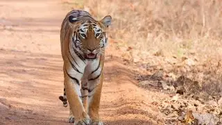 Tadoba Andhari Tiger Reserve