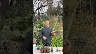 Budbreak Festival 2025