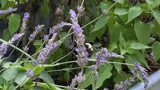 Zen Garden - Just Vibin&rsquo; With More Pollinator Friends