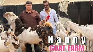 Nanny Goat Farm, Aurangabad - Part 1 with Mohammad Bhai | Gujri & Sojat Breeding Setup