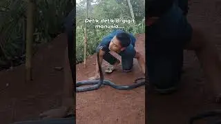 #kingcobra #sanke #india #indiansanke #sanke #king #cobra