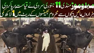 Buffalo Mandi 2025 Latest Update - Nili Ravi Buffalo - Biggest World Record Buffalo - Malumor Mandi