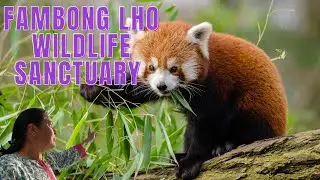Fambong Lho Wildlife Sanctuary I  Gangtok  I Sikkim I India I फम्बोंग्ल्हो वाइल्ड लाइफ सैंक्चुरी I