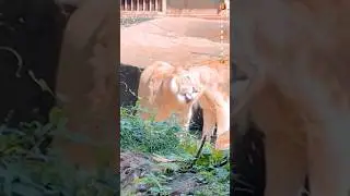 Lion Shaking head #wildlife #lion #lionking #shortsvideo ##beliver