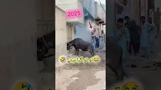 🌹 Mashallah🥀Allah 🕋🌹 Subhan✨💐🥀 #bakraeid #eid #bakra #qurbani #cow #animals #goat #bari #camel #eid