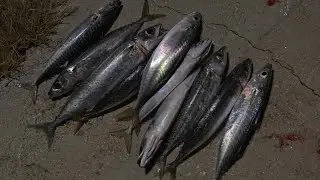 Spin & jigg lokard / Spinning & jigg for mackerel
