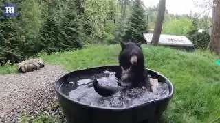 Takoda the black bear has hilariously enjoyable time in the bath