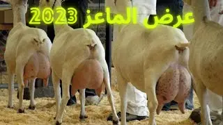 Goat Show Pakistan /Bakra Mandi/عرض الماعز 2023