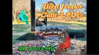 Bird Feeder cam LIVE.Jan.21 #birdwatching #birds #birdfeeder #birdfeedercamera