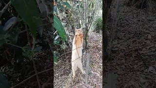 Unbelievable!😮Squirrel Tail Cat rings bell #squirreltailcat #cat #fluffycat #viralcats #catshorts