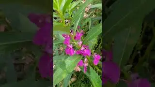MENGENAL BUNGA PACAR AIR & MANFAATNYA‼️ Impatiens balsamina #pacarair #impatiens #impatiensbalsamina