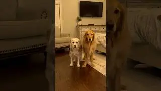 My dogs best movie scene&hellip;