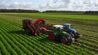 wortels oogsten