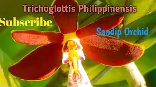 Trichoglottis Philippinensis😍!@SandipOrchid #shorts#youtubeshorts#orchid