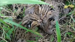 Menemukan 4 Anak Kucing Hutan | babies of Leopard Cat