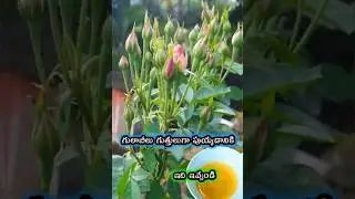 గులాబీలు బాగా పుయ్యడానికి Homemade fertilizer for rose plants - more roses puvvulu baga puyyadaniki