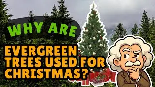 Why Are Evergreen Trees Used for Christmas? The Green Survivor of Winter [1911]