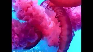 Climate Change is Making Our Oceans Increasingly Gelatinous | Oceana