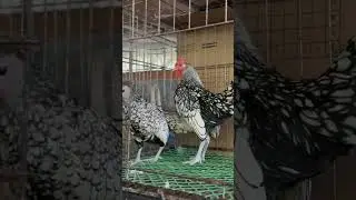 Silver Sebright Chicken 🐔 #chicken #birds #backyardchickens #silversebright