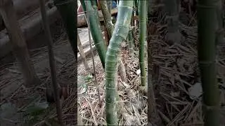 BAMBU UNIK SONGGO LANGIT