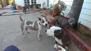 Pit bull pack hanging out