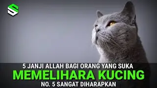 Inilah 5 Janji Allah Bagi Yang Suka Memelihara Kucing Menurut Islam No. 5 Paling Diharapkan