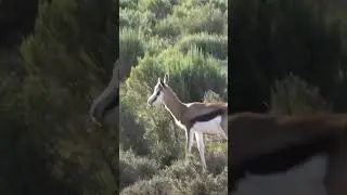 Springbok grazing in the wilderness #shorts #wildlife