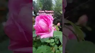 Rose flowers in my garden..#viral #viralvideo #dayroutine #dayvlog #rose #love #vlog #vlogshorts