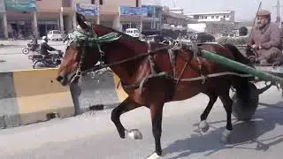 New Horse Try Peshawar 2021 Peshawar Horse Mandi Owner Gulkhan Ghorra For Sale Pakistani Tonga Racer