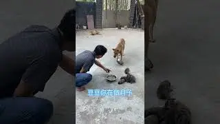 DouDou became a mother and made a pot of chicken soup for it, but it walked away!