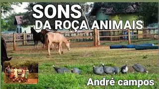 SONS DA RO&Ccedil;A ANIMAIS VACA GALO CANTANDO PORCO OVELHAS P&Aacute;SSAROS O CANTO DA NATUREZA PARA RELAXAR 797