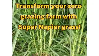 Super Napier Grass: How to grow Super Napier Grass  for Zero Grazing Farms