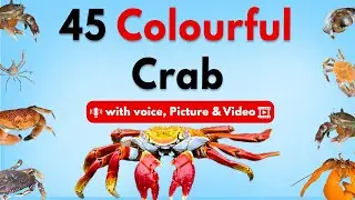 45 Amazing Crab Species 🦀 | Learn Different Types of Crabs in English with Voice, Pictures & Video