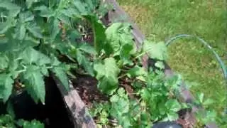 Update on New Backyard Suburban Garden Self Sustainable Food Production